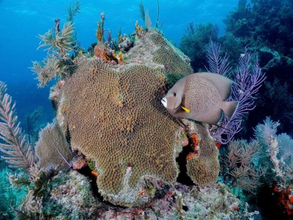 Gray angelfish (Pomacanthus arcuatus)
