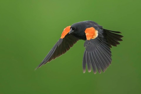 Red-winged Blackbird (Agelaius phoeniceus) male flying, Colorado, USA