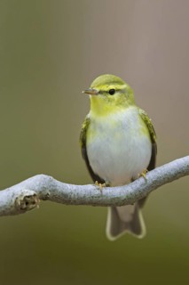 Wood Warbler (Phylloscopus sibilatrix), Rhineland-Palatinate, Germany