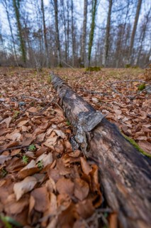 A fallen tree trunk lies in a forest covered with leaves in autumn, forest pasture compensation