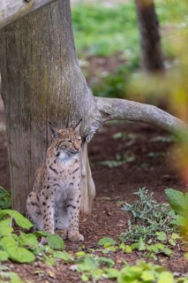 Eurasian lynx