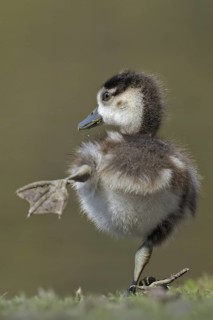 Egyptian Goose (Alopochen aegyptiaca) juvenile, North Rhine-Westphalia, Germany