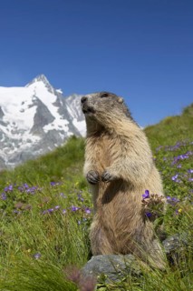 Alpine marmot (Marmota marmota) standing in front of the snow covered mountain Grossglockner, Hohe