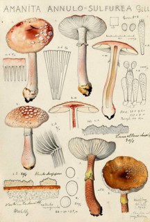 Mushroom, fungi, Amanita rubescens var. annulosulphurea, yellow-ringed pearl mushroom, authentic
