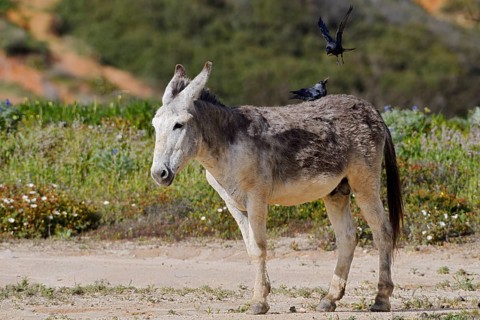 Domestic donkey (Equus asinus asinus) with jackdaws (Corvus monedula, Coloeus monedula) on its