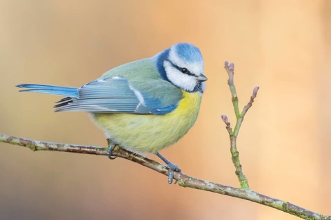 Eurasian Blue Tit (Cyanistes caeruleus) perched on a branch, Lower Saxony, Germany