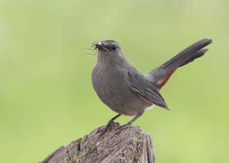 Grey Catbird (Dumetella carolinensis), Saskatchewan, Canada