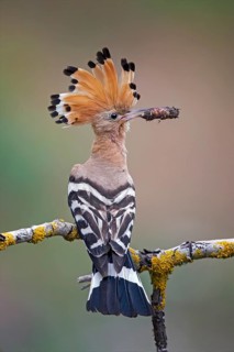 Eurasian Hoopoe (Upupa epops) with food in beak, Saxony-Anhalt, Germany