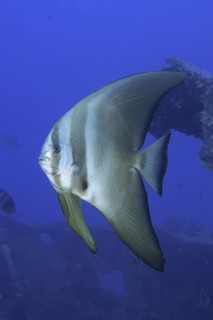 Round-headed batfish juvenile (Platax orbicularis)