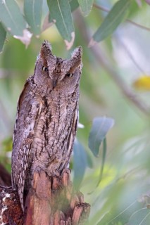 Zwergohreule, Otus scops, Common Scops-Owl, Common Scops-owl, Eurasian Scops Owl, Eurasian