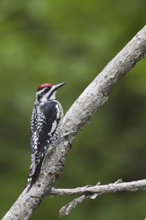 Yellow-bellied Sapsucker (Sphyrapicus varius female), Ontario, Canada