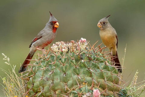 Pyrrhuloxia (Cardinalis sinuatus) pair perched on cactus, Texas, USA