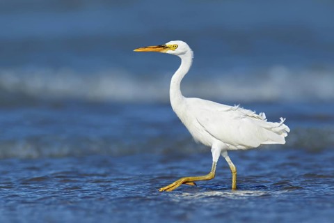 Pacific Reef Heron (Egretta sacra), Northern Territory, Australia