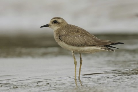 Caspian Plover (Charadrius asiaticus), Goa, India