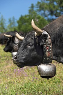 Animal portrait, Eringer cow with cowbell, Valais, Switzerland, Black colored Herens cow, a breed