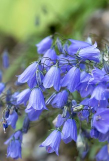 Dwarf bellflower (Campanula cochleariifolia),  Austria