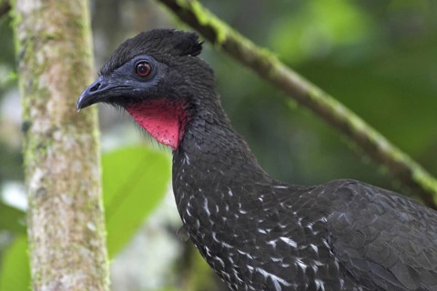 Crested Guan (Penelope purpurascens), Costa Rica