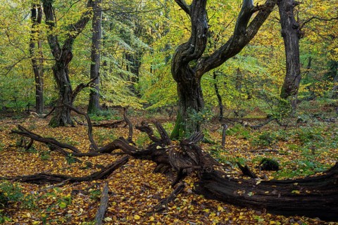 Old, gnarled trees in the Urwald Baumweg nature reserve in autumn, Hudewald, Emstek, Lower Saxony,