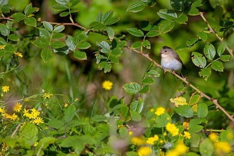 Little Flycatcher, rare songbird, (Ficedula parva), Europe, Germany, Heligoland Island, genus of