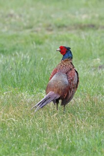 Pheasant, hunting pheasant (Phasianus colchicus), adult male bird in a meadow, wildlife, Lembruch,