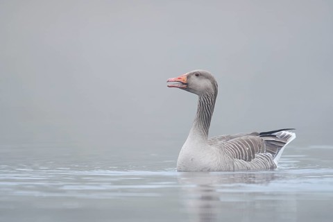 Greylag goose (Anser anser) swimming in the morning mist on a lake, North Rhine-Westphalia, Germany