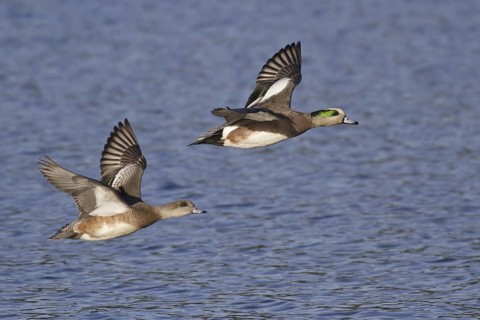 American Wigeon (Mareca americana) flying, British Columbia, Canada