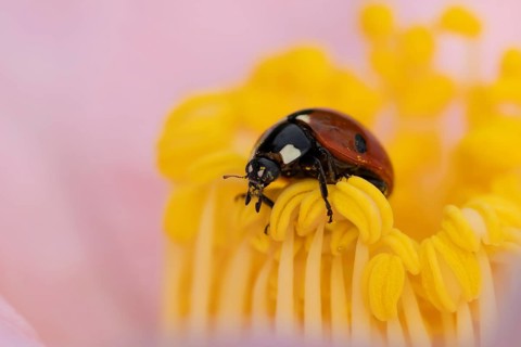 Seven-spot ladybird or ladybug (Coccinella septempunctata) adult insect on a garden Camellia flower