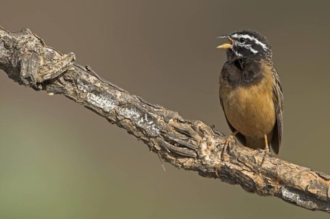Cinnamon-breasted Bunting (Emberiza tahapisi) singing, Oman