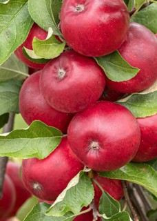 Apple (Malus domestica 'Releika'), Bundessorteamt, Germany