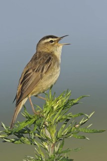 Sedge Warbler (Acrocephalus schoenobaenus) singing, Lower Saxony, Germany