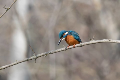 A striking kingfisher with vibrant blue and orange plumage perched attentively on a branch, set