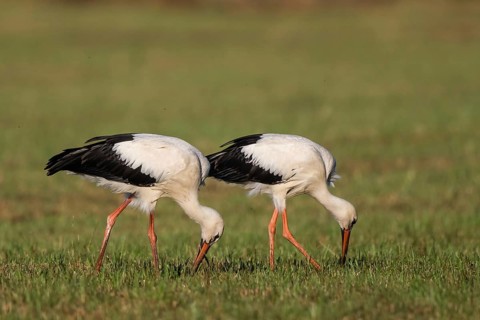 White Stork (Ciconia ciconia) juvenile foraging, North Rhine-Westphalia, Germany