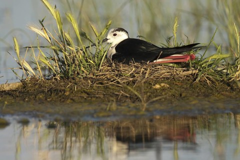Black-winged Stilt (Himantopus himantopus) nest, Castile-La Mancha, Spain