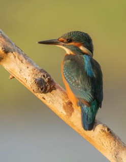 Kingfisher (Alcedo atthis) sitting on an old branch in the warm morning light, perch, Lower Saxony,