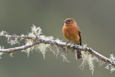 Cinnamon Flycatcher (Pyrrhomyias cinnamomea) perched on a branch in Bolivia, South America