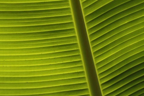 Banana leaf (Musa acuminata x balbisiana) in detail with thick vein, foliage leaf with veins, plant