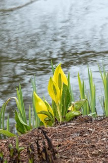 Yellow false calla (Lysichiton americanus), Ellerhoop Tree Park, Germany