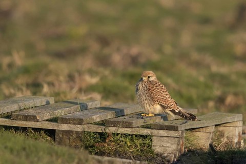 Common Kestrel (Falco tinnunculus) juvenile on a wooden pallet, Oland, Sweden