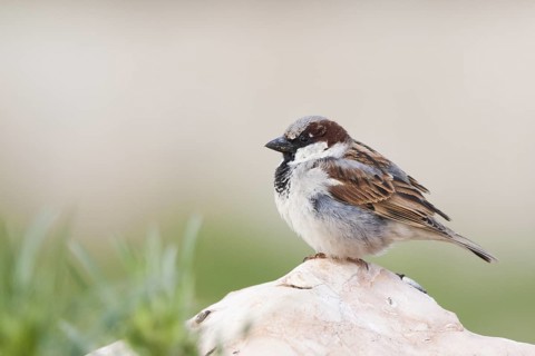 House Sparrow - Haussperling - Passer domesticus ssp. biblicus, adult male, Turkey