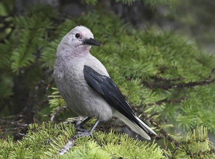 Clark's Nutcracker (Nucifraga columbiana), Alberta, Canada