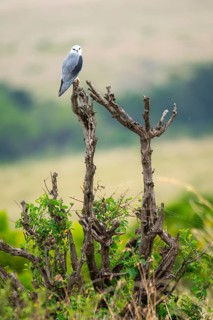 A bird perches gracefully on a dry branch amidst the lush greenery of Masai Mara, Kenya. The serene