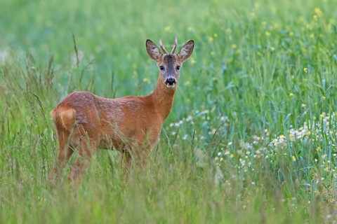 Roe deer, European roe deer, (Capreolus capreolus), young roebuck, animals, mammals, Lake Neusiedl,