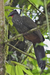 Crested Guan (Penelope purpurascens), Costa Rica