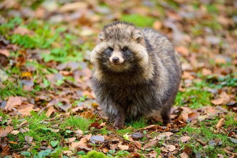 A raccoon dog standing on a leaf-covered area in the forest, raccoon dog (Nyctereutes
