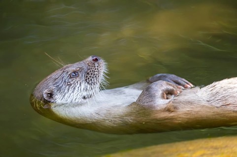 Eurasian otter (Lutra lutra) swimming in the water of a little lake, Bavaria, Germany