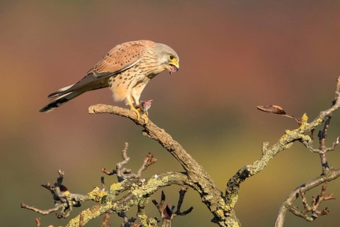 Common Kestrel (Falco tinnunculus) male eating a mouse, Baden-Wuerttemberg, Germany