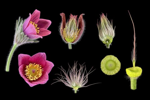 Cowslip (Pulsatilla vulgaris), pasque flower, picture plate, flower, seed, Germany