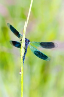 Banded demoiselle (Calopteryx splendens), Lower Saxony, Federal Republic of Germany
