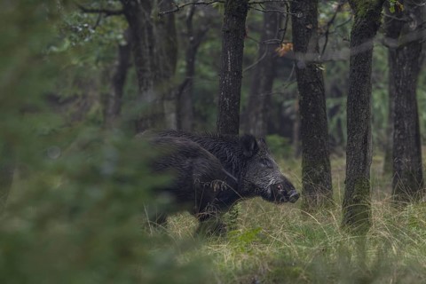 The wild boar (Sus scrofa) does not seem to like the encounter with a wild boar, it will still take