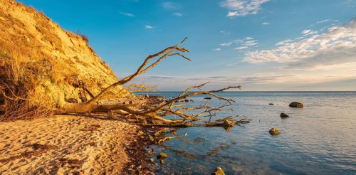 Uprooted tree on the Baltic Sea beach on the cliffs in the evening light, Mönchgut Nature Reserve,